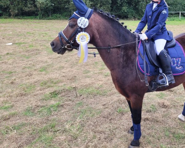 Cavallo da Dressage Sam (Welsh Mountain Pony (Sez.A), 2005, di Brynrodyn Llewelyn Ap Sion)