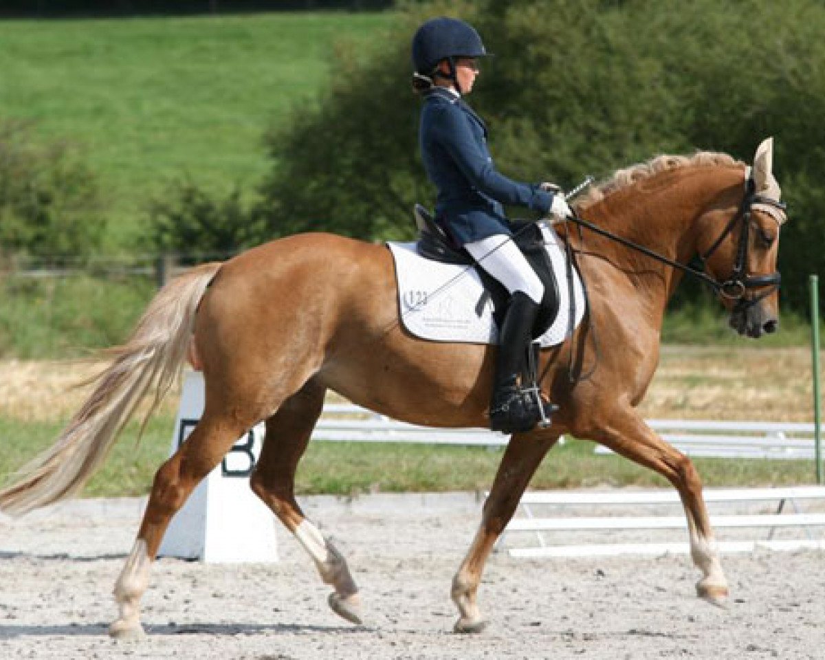 Zuchtstute Gadira San (Deutsches Reitpony, 2005, von FS Don't Worry) - Foto © Rania Wipprecht