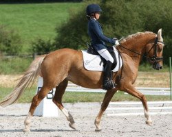 broodmare Gadira San (German Riding Pony, 2005, from FS Don't Worry)