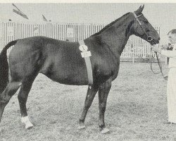 Zuchtstute Abendroeschen (Hannoveraner, 1950, von Abendsport 3109)