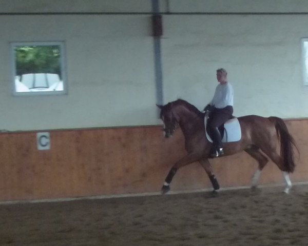 Pferd Boretti (Westfale, 2004, von Belissimo NRW)