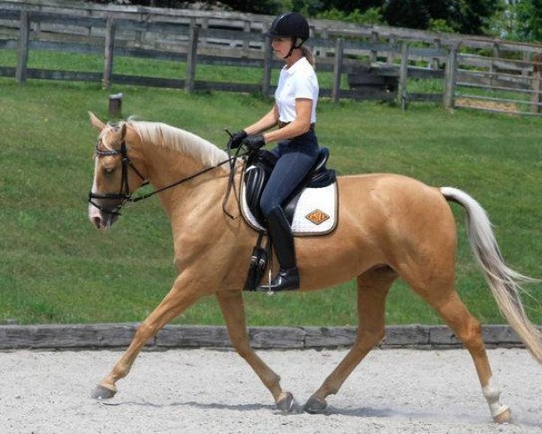 broodmare Abendgold GF (Zweibrücken, 2004, from Win the Gold GF)