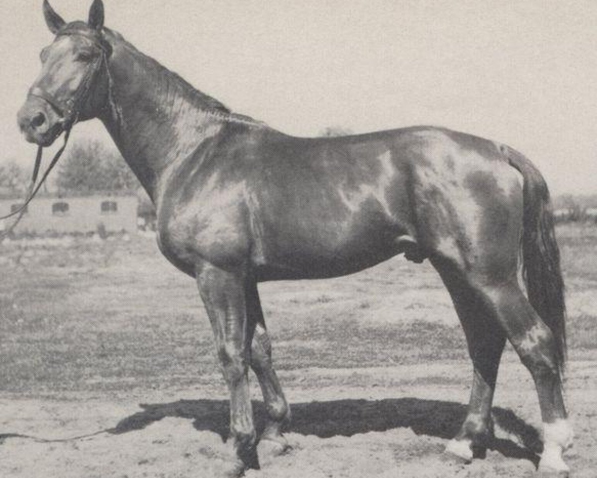 Deckhengst Abendglanz (Hannoveraner, 1945, von Abendsport 3109)