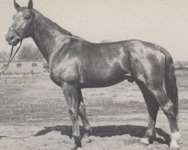 Deckhengst Abendglanz (Hannoveraner, 1945, von Abendsport 3109)