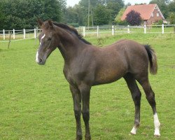 jumper Cumano 6 (Oldenburg show jumper, 2011, from Clinton I)