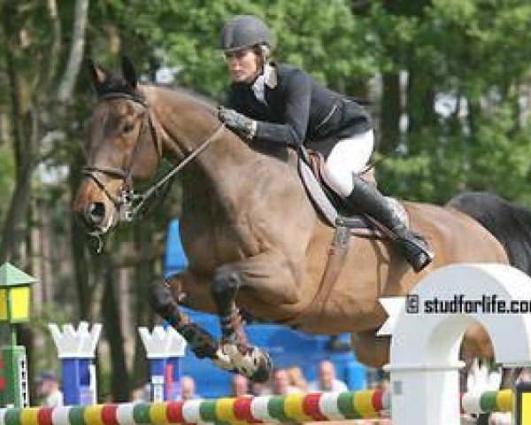Springpferd Abeltje Z (Zangersheide Reitpferd, 2001, von Andiamo)