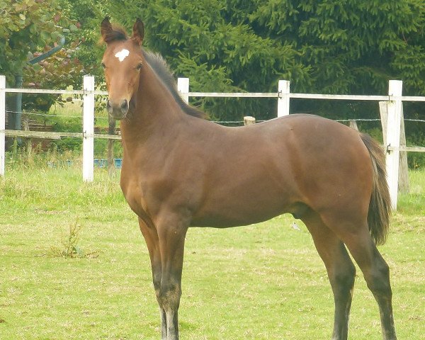 Pferd Nerado Amaire (Oldenburger Springpferd, 2013, von Numero Uno)