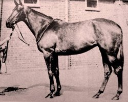 broodmare Abelia xx (Thoroughbred, 1955, from Abernant xx)