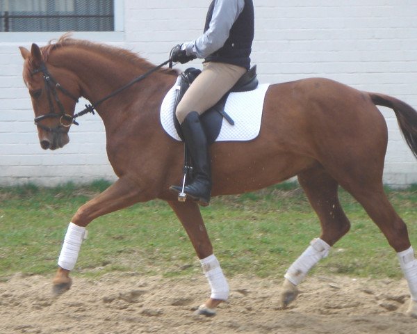 Pferd Dormella (Oldenburger, 2001, von Dormello)