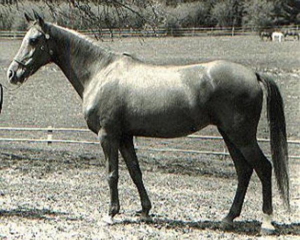broodmare Abeer EAO ox (Arabian purebred, 1960, from El Sareei 1942 RAS)