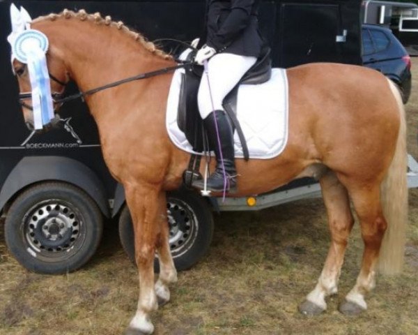 Springpferd Bonni 43 (unbekannt, 2002)