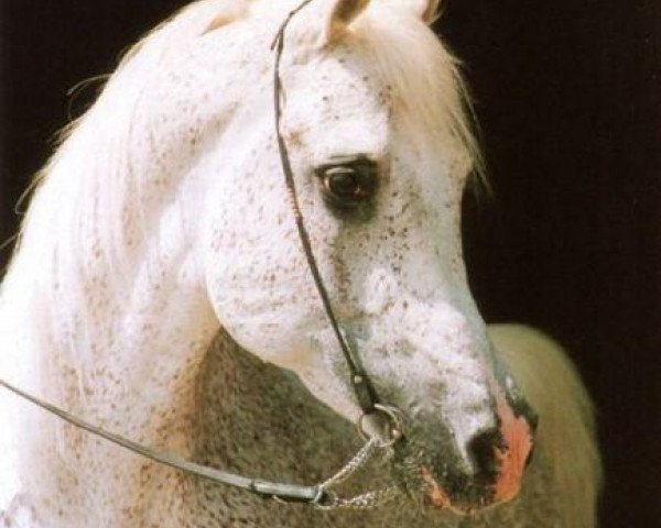 stallion Abdallah EAO (Arabian purebred, 1974, from Ghalion EAO)