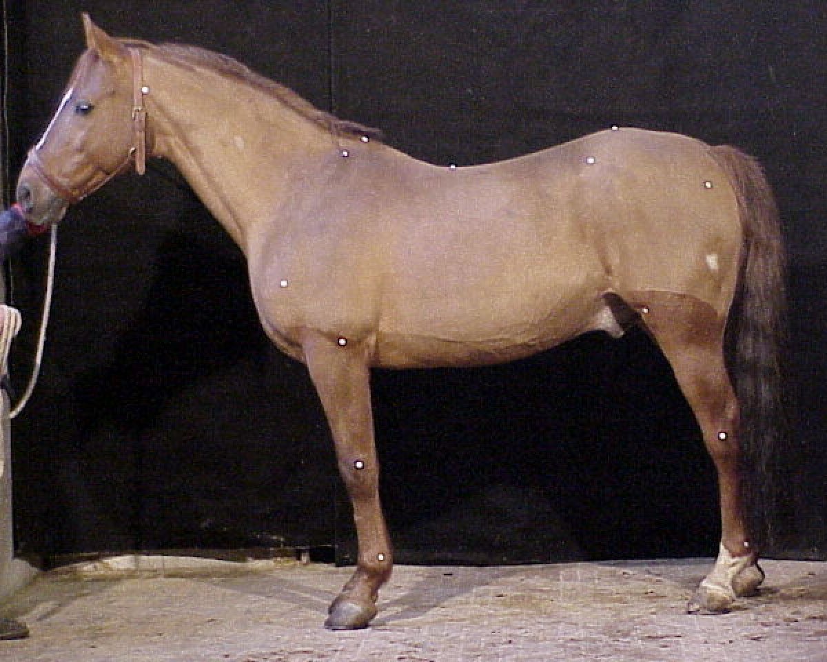 stallion Panama Du Cassou ox (Arabian purebred, 1981, from Baroud III 1969 ox)