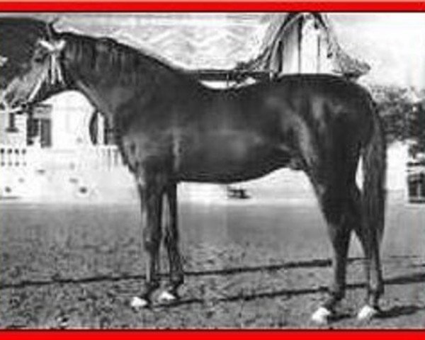 stallion Habiente ox (Arabian purebred, 1944, from Gandhy ox)
