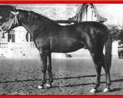 stallion Habiente ox (Arabian purebred, 1944, from Gandhy ox)