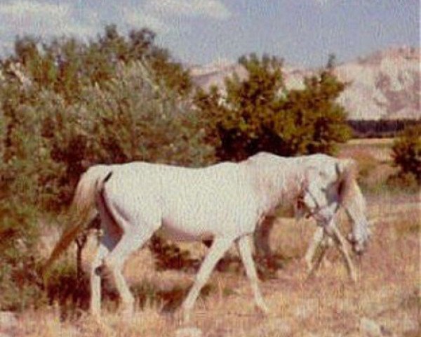 broodmare Paita ox (Arabian purebred, 1952, from Habiente ox) broodmare Paita ox (Arabian purebred, 1952, from Habiente ox)