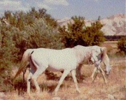broodmare Paita ox (Arabian purebred, 1952, from Habiente ox)
