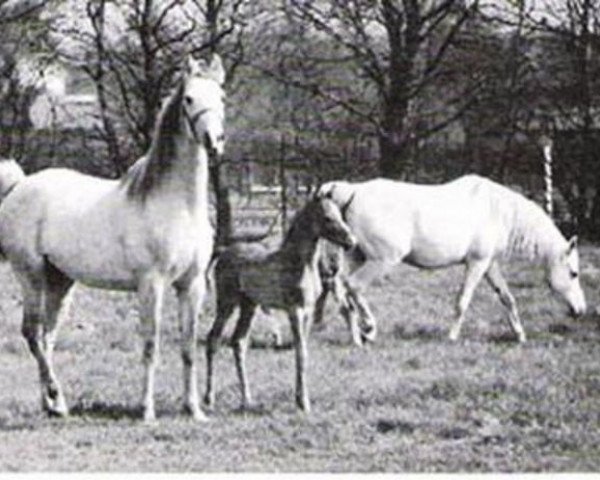 broodmare Faquih ox (Arabian purebred, 1962, from Borni ox)