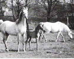 broodmare Faquih ox (Arabian purebred, 1962, from Borni ox)