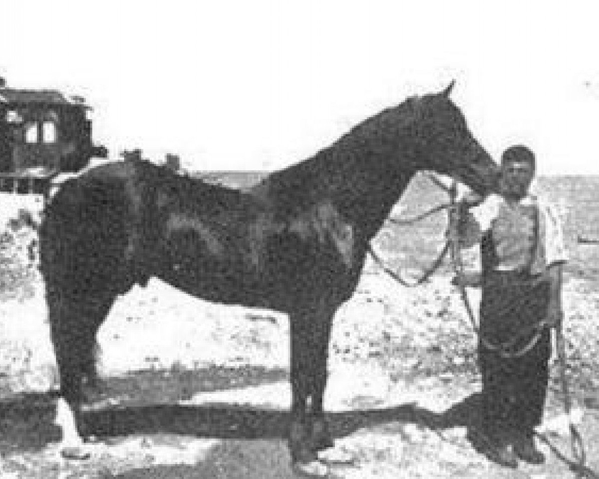 Deckhengst AB DB (Vollblutaraber, 1895)