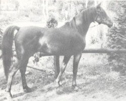 stallion Aatik ox (Arabian purebred, 1959, from Nizzam 1943 ox)