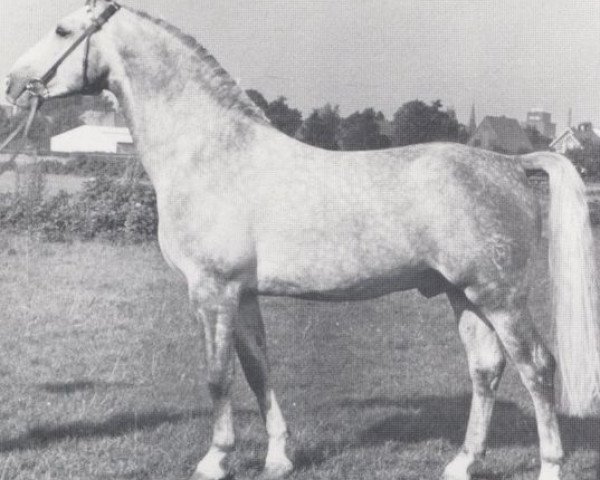 Deckhengst Kapitaen (Holsteiner, 1959, von Kalif)
