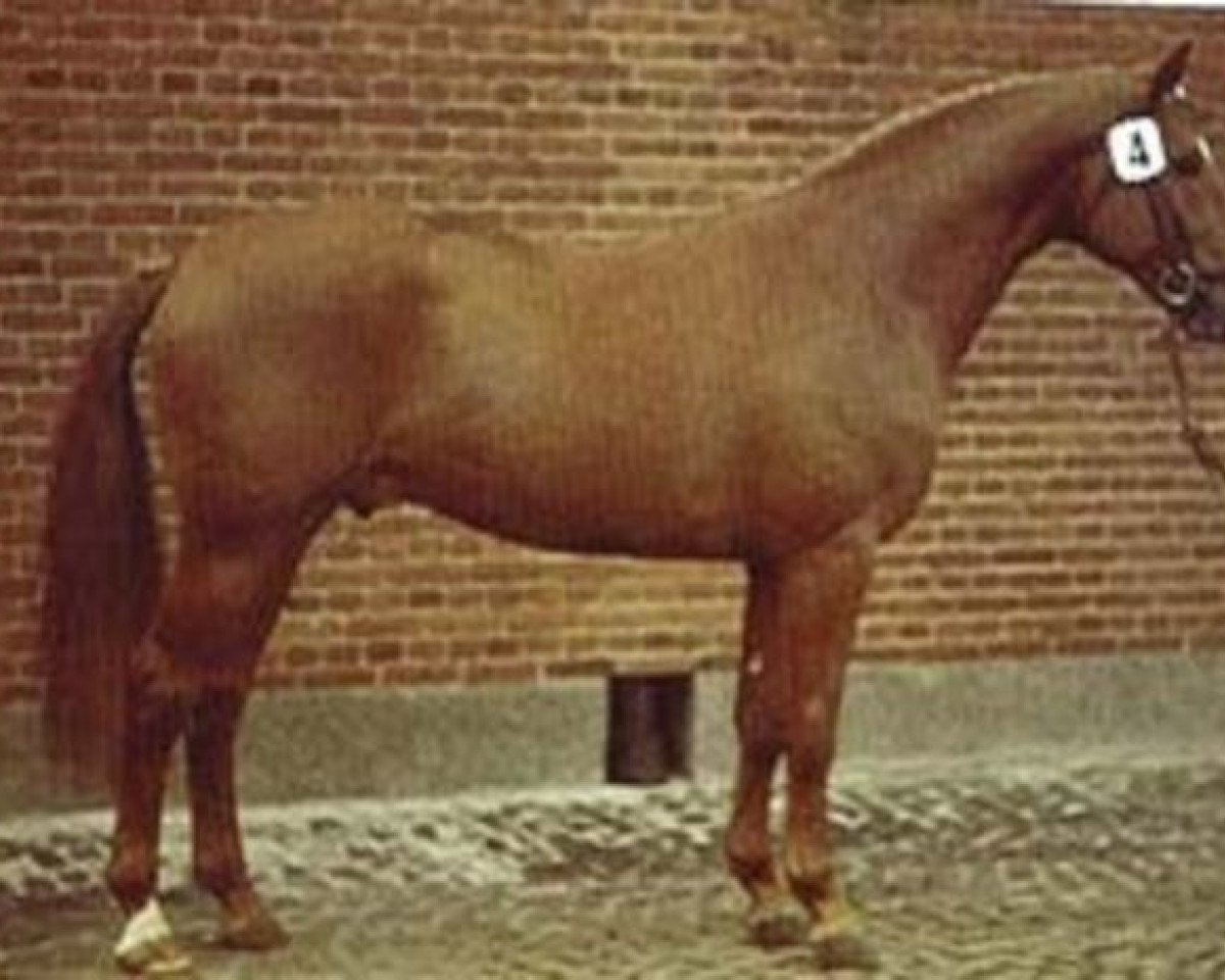 stallion Avanti DH 220 (Hanoverian, 1970, from Ascari)