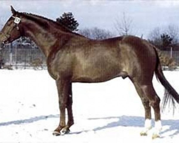 stallion Sylvester DH 352 (Danish Warmblood, 1984, from Avanti DH 220)