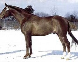 stallion Sylvester DH 352 (Danish Warmblood, 1984, from Avanti DH 220)