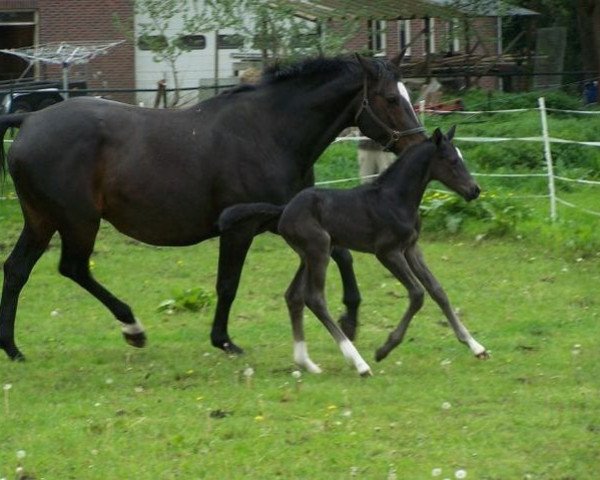 broodmare Pantora (KWPN (Royal Dutch Sporthorse), 1997, from Lancelot)