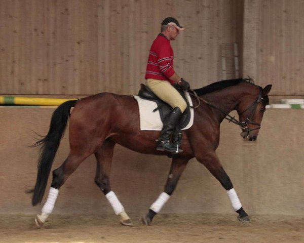 horse Dicentra (Württemberger, 2009, from Diamond Star 3)