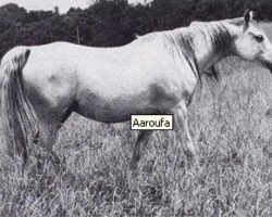 broodmare Aaroufa ox (Arabian purebred, 1952, from Fay El Dine 1934 ox)