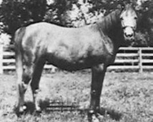 broodmare Aared 1909 ox (Arabian purebred, 1909, from Obeyran 1889 DB) broodmare Aared 1909 ox (Arabian purebred, 1909, from Obeyran 1889 DB)