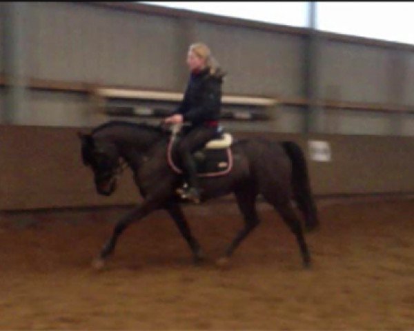 Zuchtstute Donja (Deutsches Reitpony, 2007, von Kennedy WE)