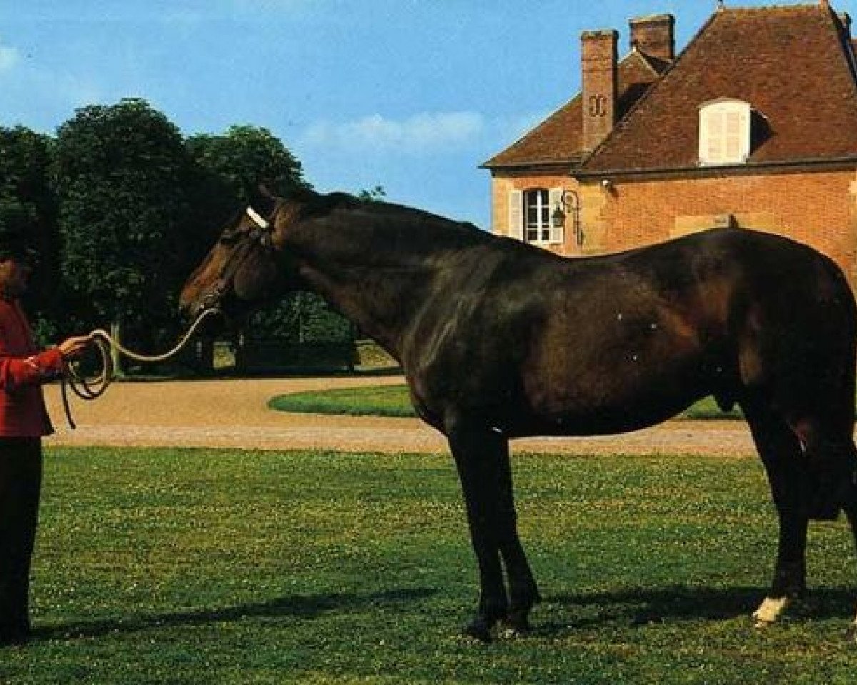 Deckhengst Micko Platiere (Selle Français, 1978, von Nankin)