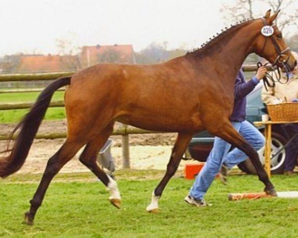 horse A Sunny girl (Oldenburg, 2001, from Sunny-Boy)