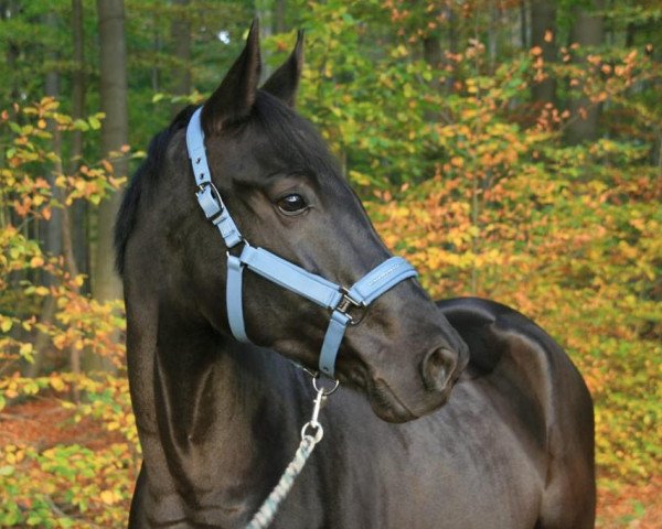 jumper Vigo de Luxe (Hanoverian, 2016, from Vigo d'Arsouilles)