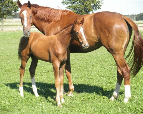 broodmare Scarlett M (Rhinelander, 2006, from Sandro Bedo)