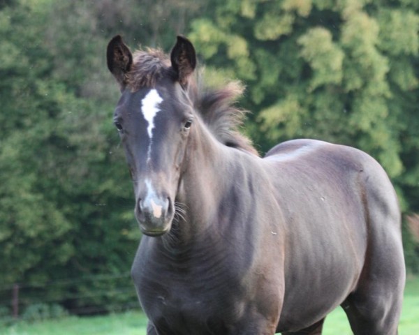 jumper Wiesentanz (Trakehner, 2011, from Hirtentanz 2)