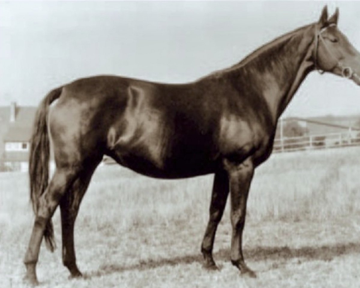 broodmare Rastenburg (Trakehner, 1965, from Isländer)