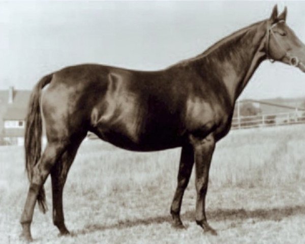 broodmare Rastenburg (Trakehner, 1965, from Isländer)