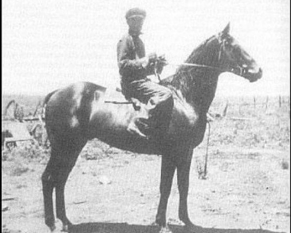 Cavallo da salto A Wing of Freedom (sconosciuto, 2005)
