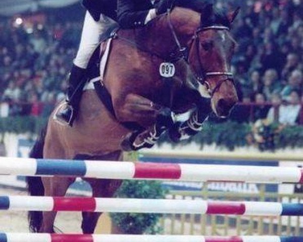 broodmare A-Cover Girl (Holsteiner, 1986, from Capitol I)