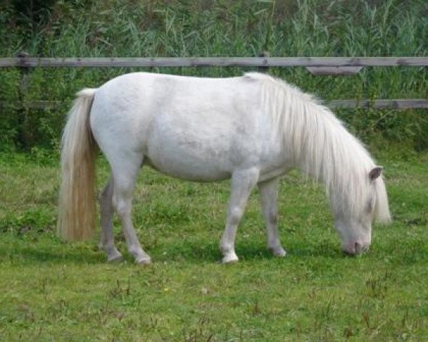broodmare Tinkerbelle van de Jachthavenhoeve (Nederlands Mini Paarden, 2003, from Winners Circle BS Bright Future) broodmare Tinkerbelle van de Jachthavenhoeve (Nederlands Mini Paarden, 2003, from Winners Circle BS Bright Future)