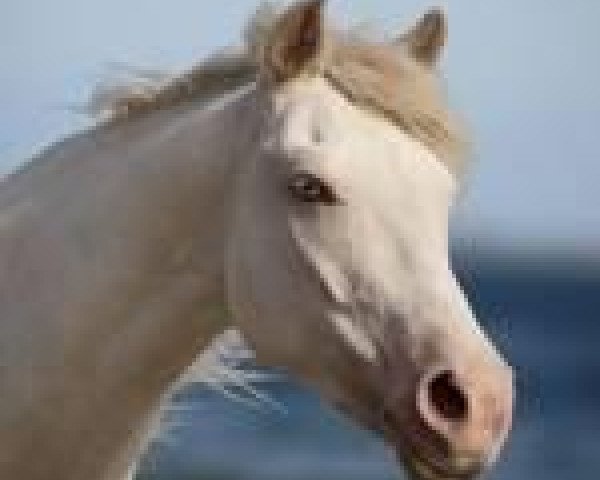 broodmare Arabela (Czech Warmblood, 2003, from Hurikan)