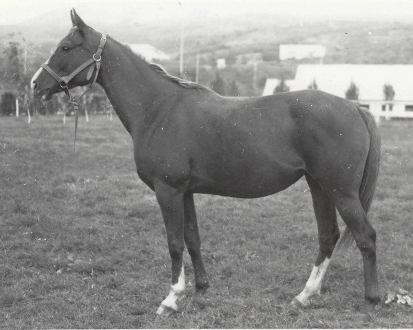 broodmare Sopernitsa 1968 ox (Arabian purebred, 1968, from Pomeranets 1952 ox)