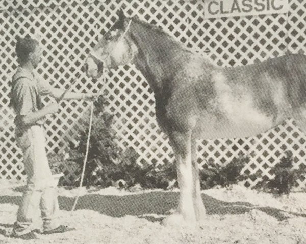 broodmare Willow Way Whitney (Clydesdale, 1998, from Torrs Cup Winner)