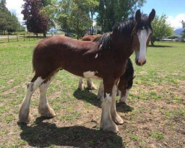 stallion Willow Way Skywalker (Clydesdale, 2018, from Ozark's Royal View)