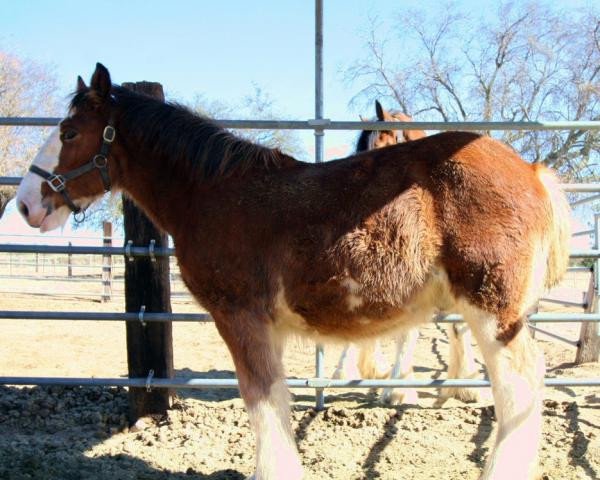 Pferd Willow Way Stoney (Clydesdale, 2018, von Willow Way Firestone)