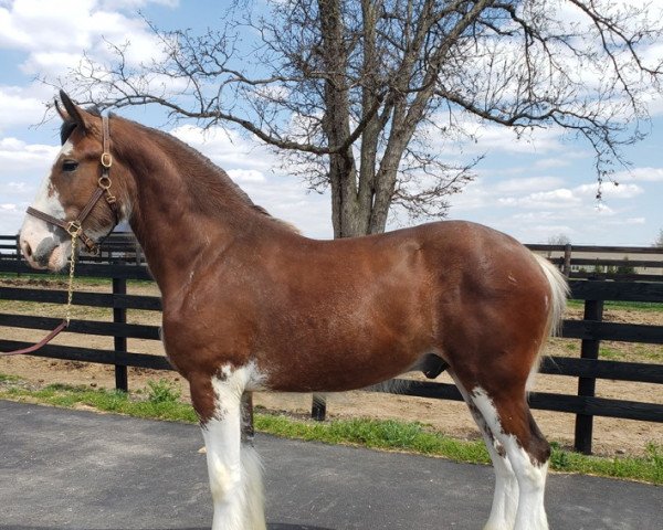stallion Willow Way Tanner (Clydesdale, 2019, from Willow Way Firestone)